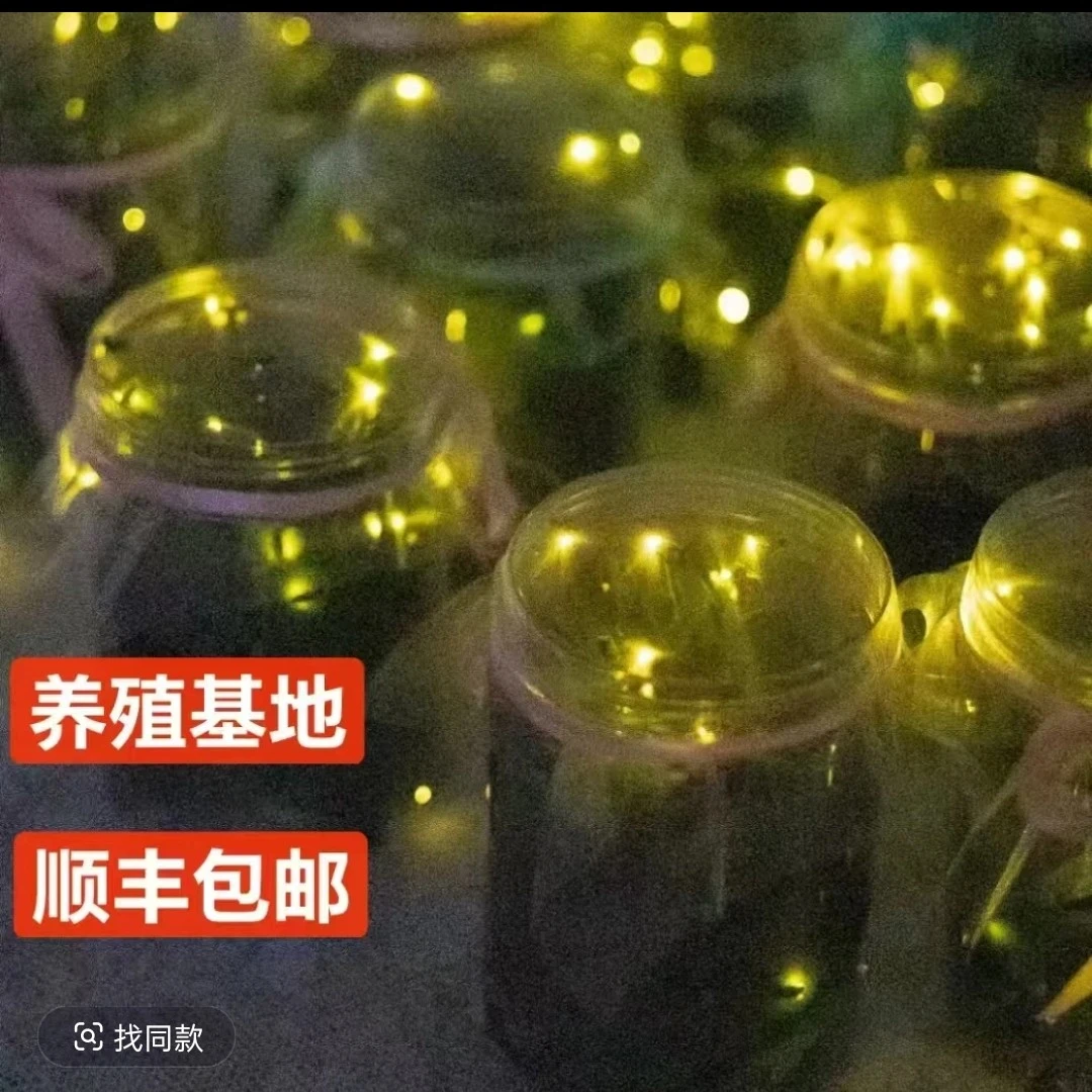 萤火虫饲养盒 人工养殖萤火虫 带瓶子发货 顺丰发货 送喂食营养液