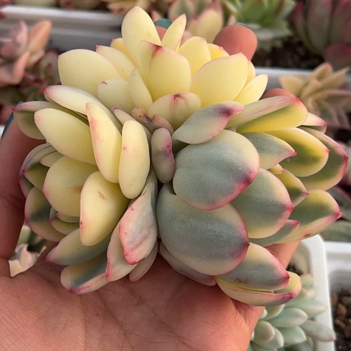 雨燕座锦白腹轮锦