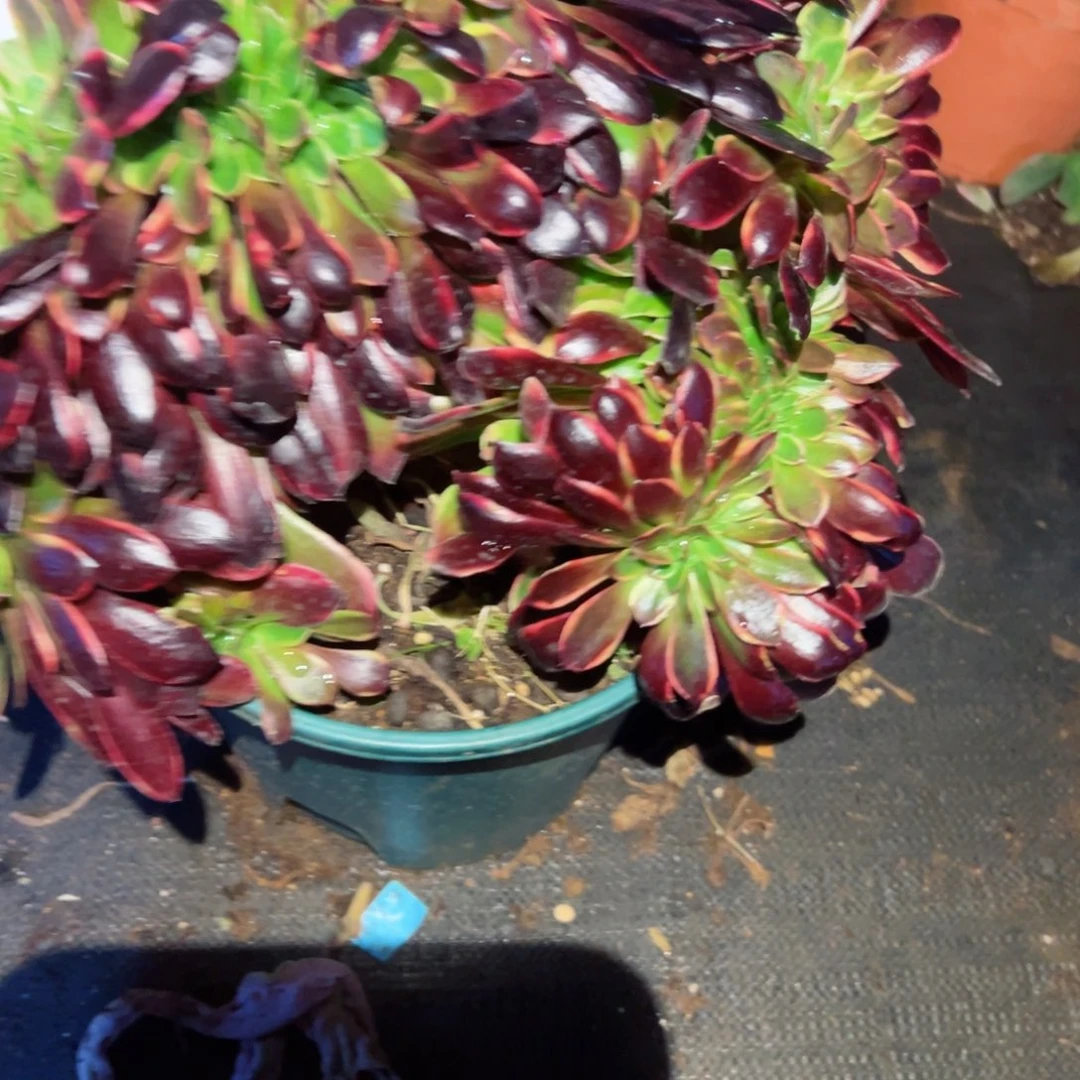 233 号多肉植物福利