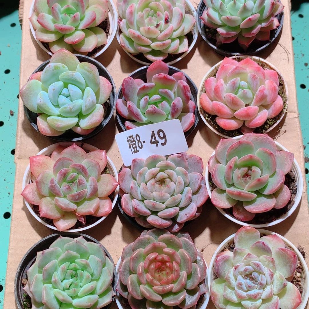 8-49一物一拍多肉带盆18颗