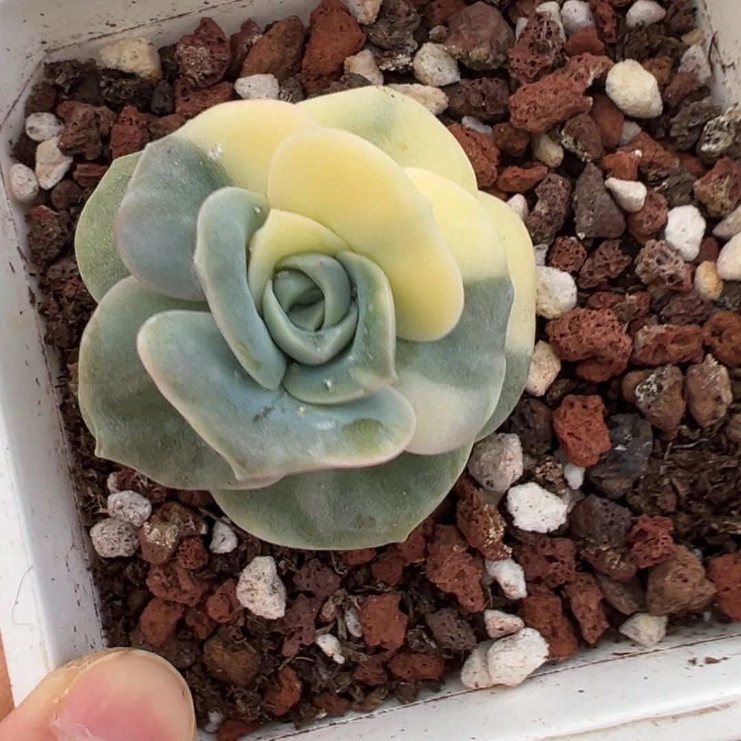 可爱玫瑰锦，多肉植物
