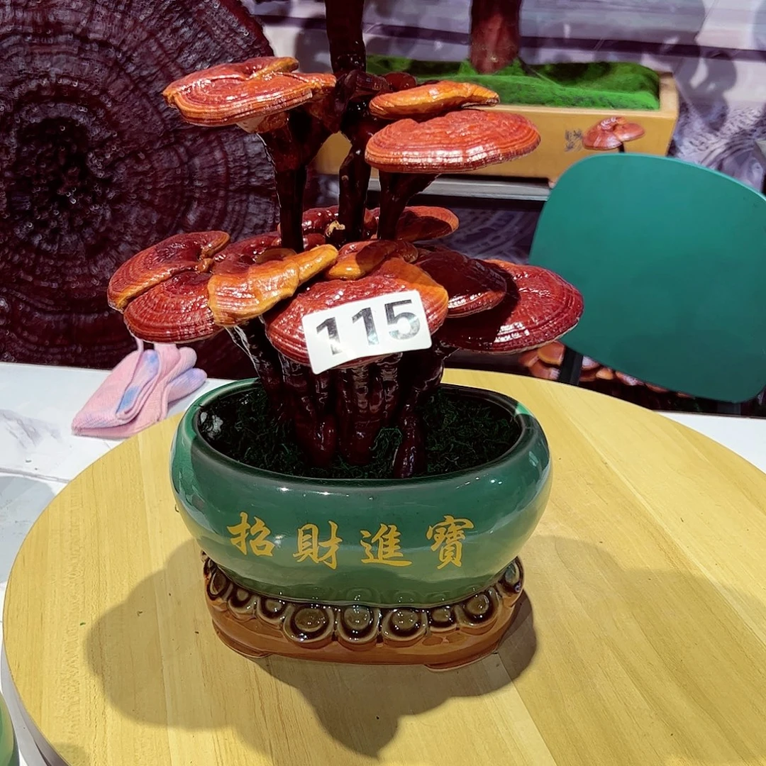 苏***）无花朵发财树发财树