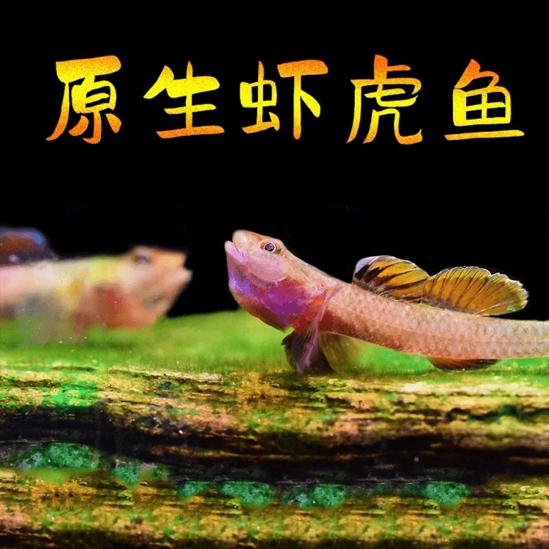 原生溪流好养耐活子陵虾虎鱼金鱼水底宠物观赏鱼小型工具鱼