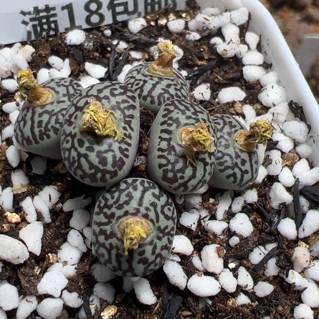 【闪购商品】 857。