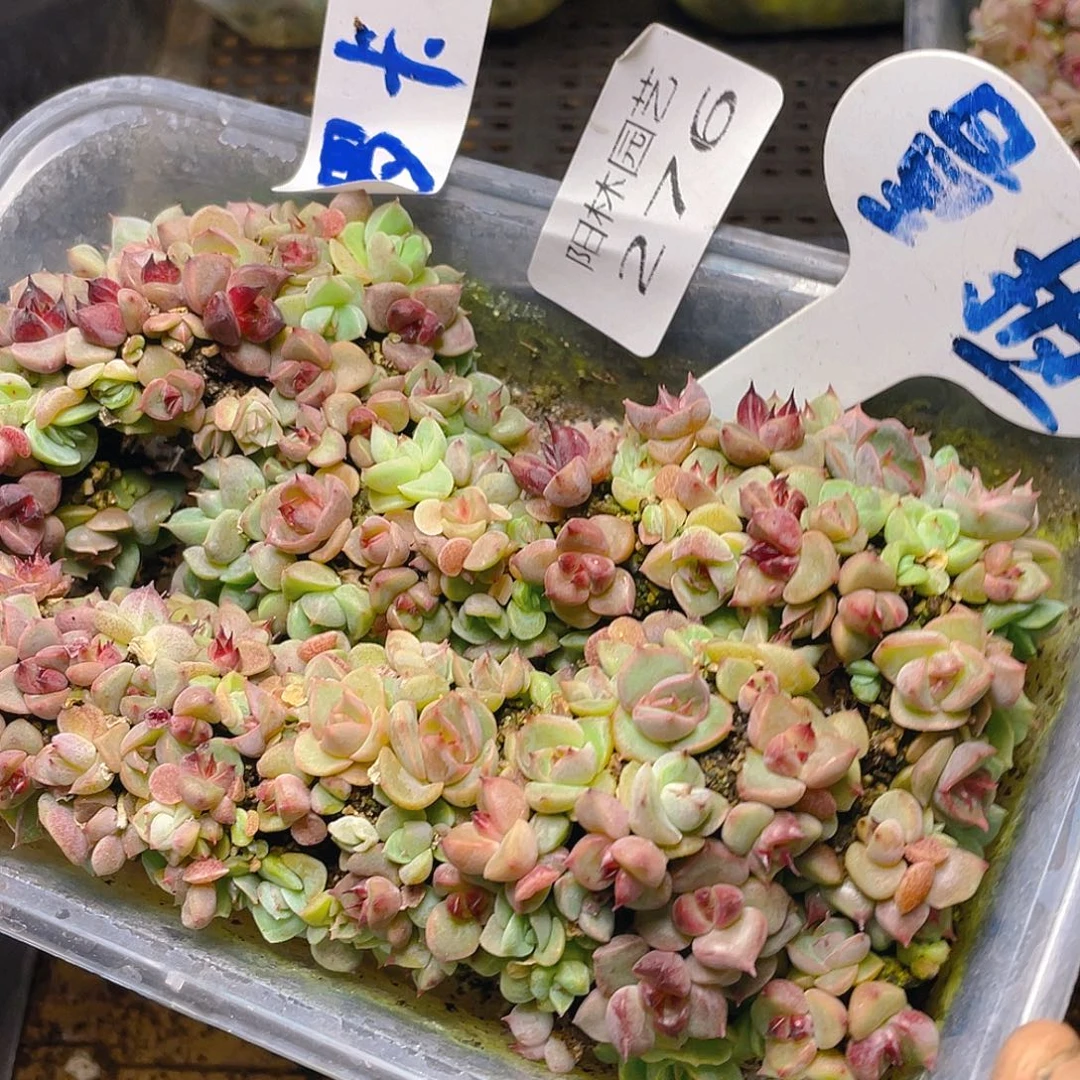 量拍多肉植物多肉植物276