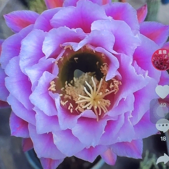 仙女侧芽5公分毛花柱