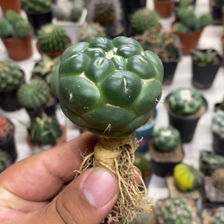 实生无刺象牙特价福利