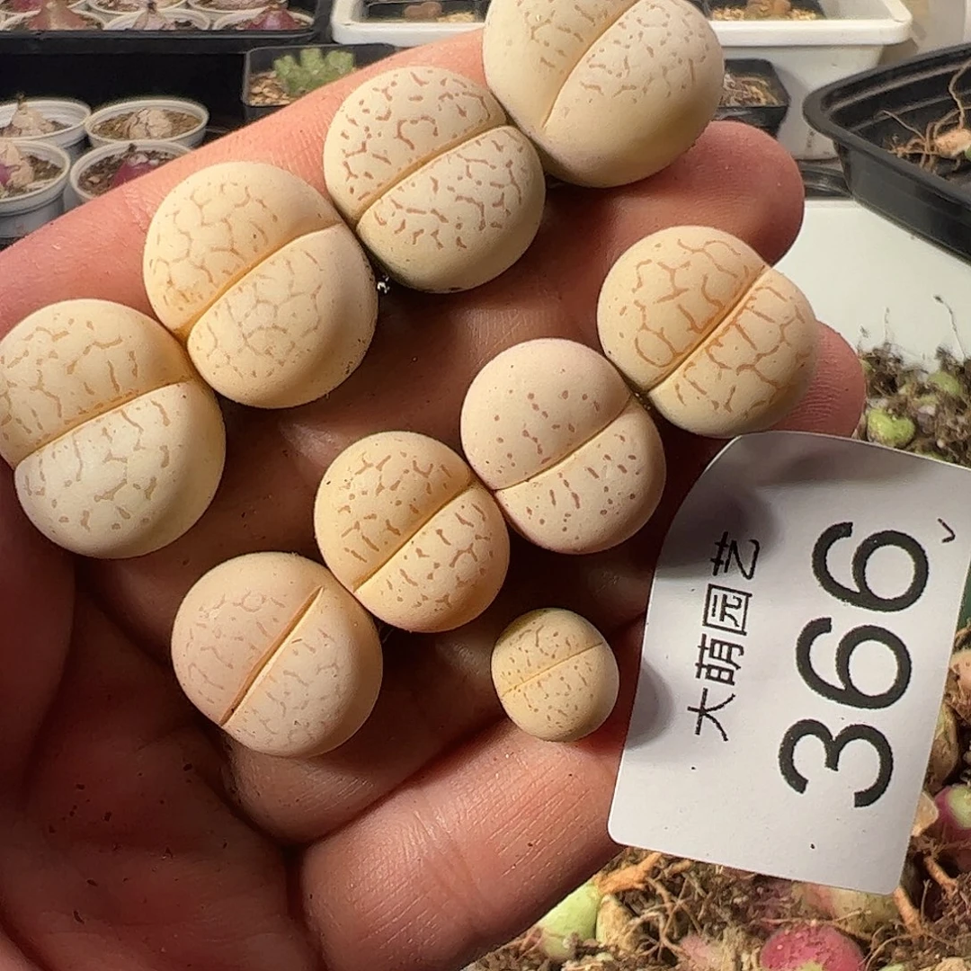 一物一拍。      366
