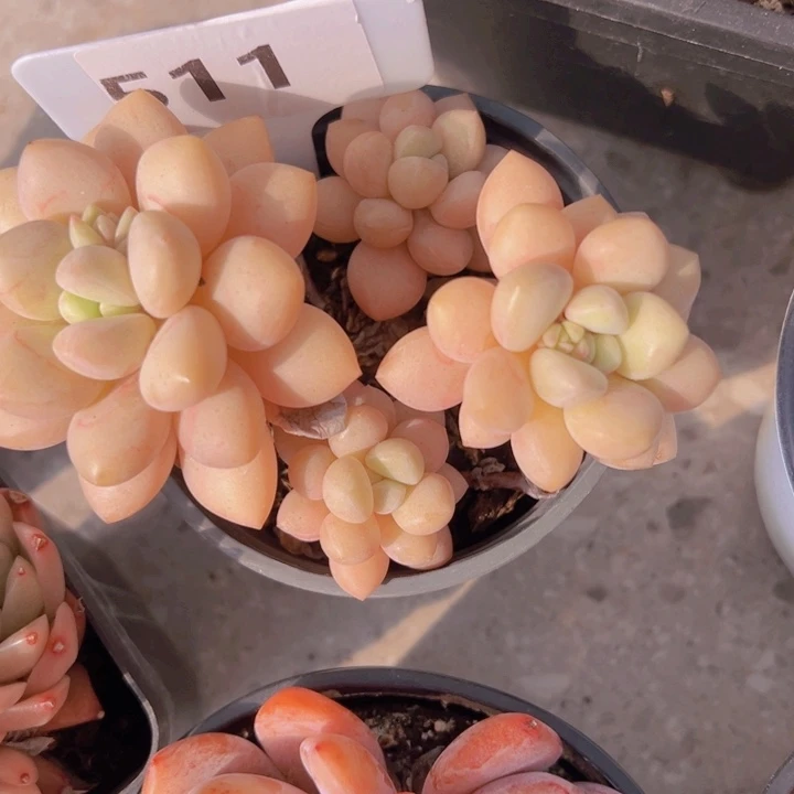 健健康康平平安安