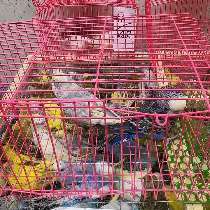 H***B虎皮鹦鹉大头一对
