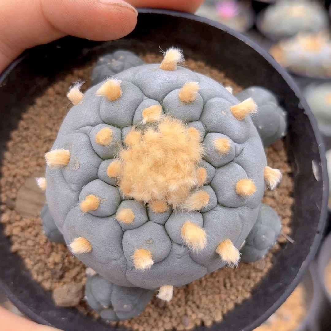 G641 g g g g g g g g