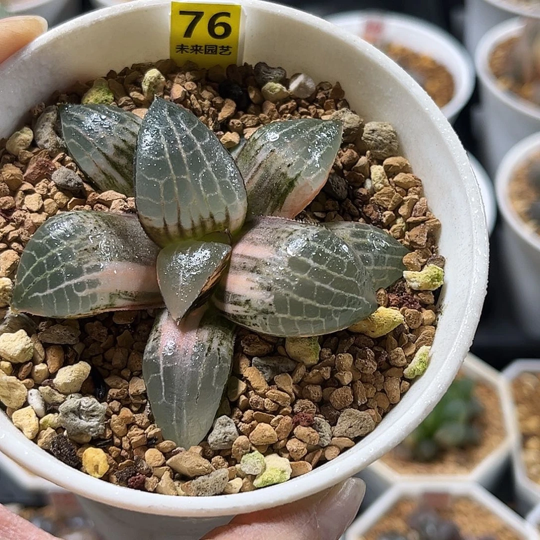 76玻璃康平寿锦福利