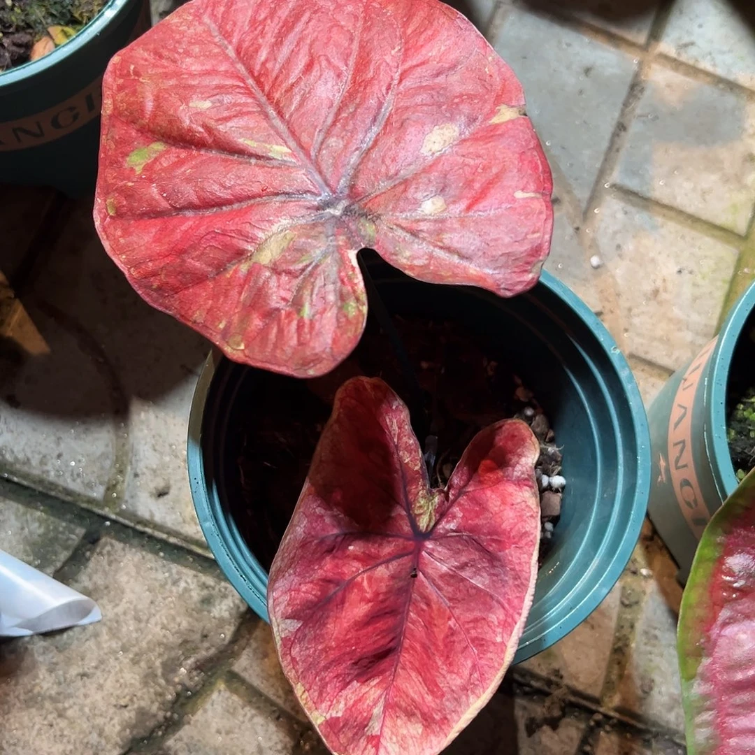 梅***格完全开放1675泰彩