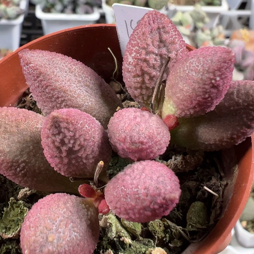 w188号多肉植物水泡