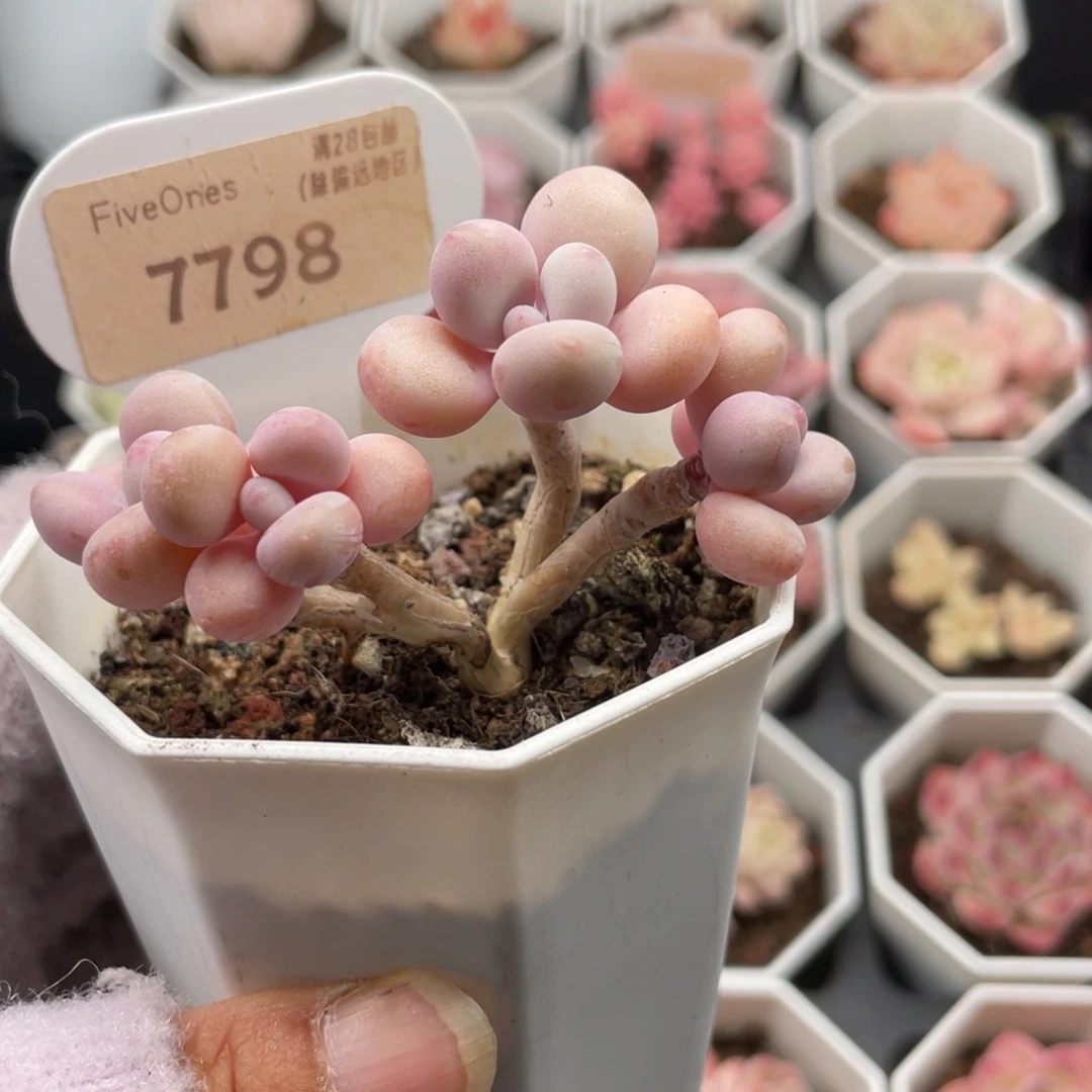 小桃蛋7798-6.5厘米