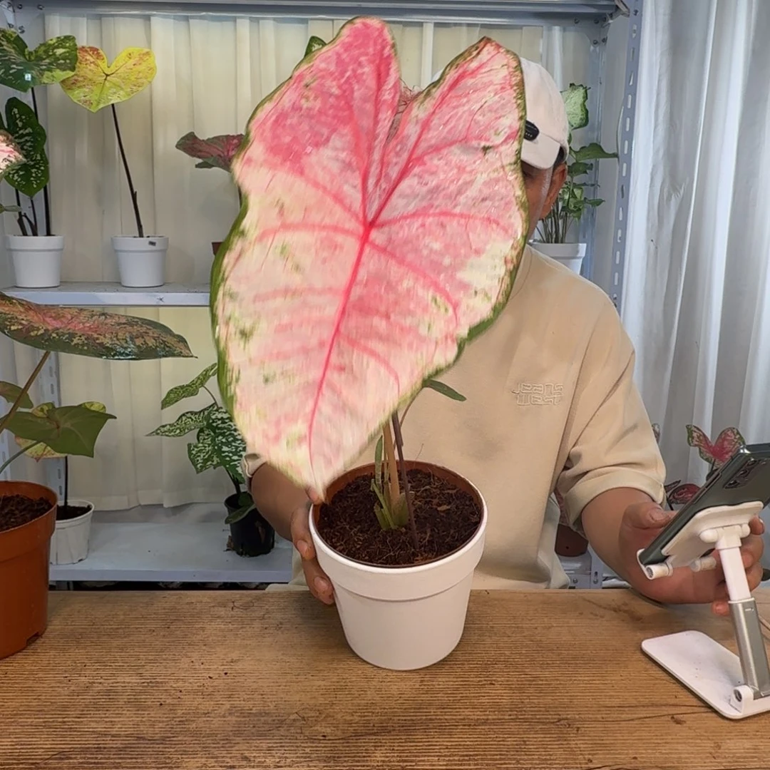 无花朵粉妆     1959