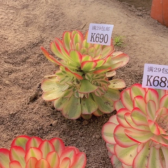 690荔枝多肉植物