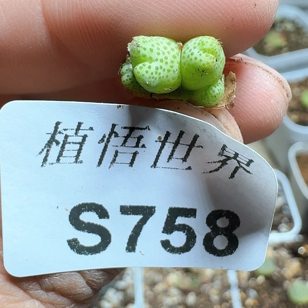 758号多肉植物哇fv