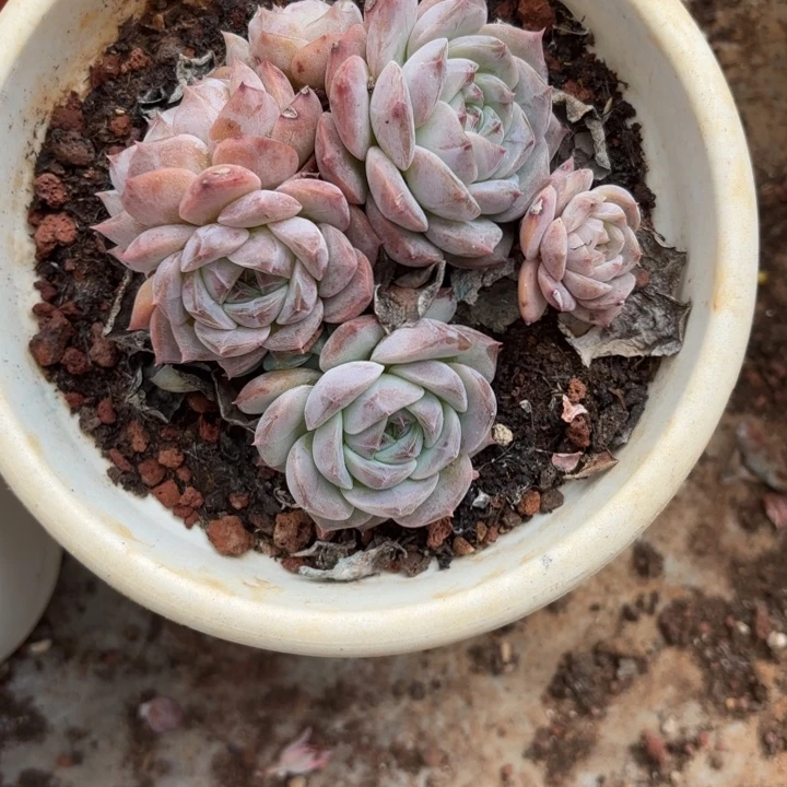 呀呀呀呀呀呀呀呀哈哈哈哈