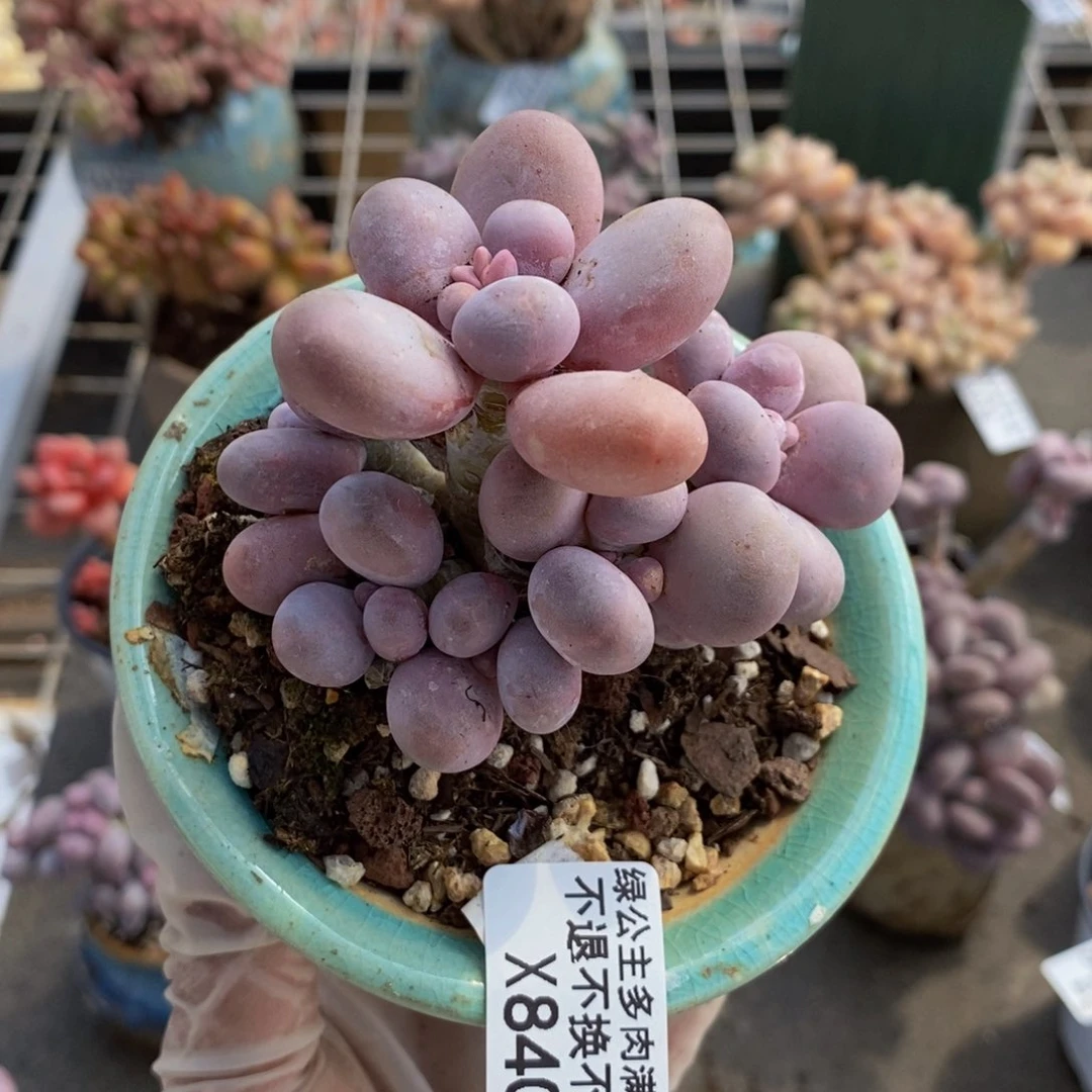 芭比奶酪840/7c m