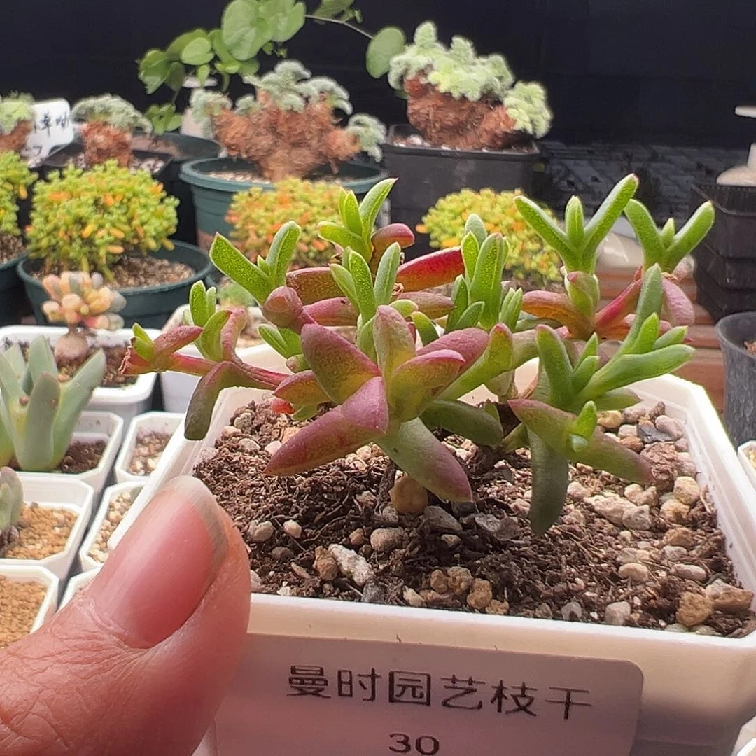 30号小透明11.27多肉