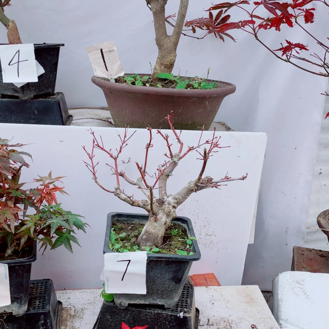 时***转无花朵出星星老桩