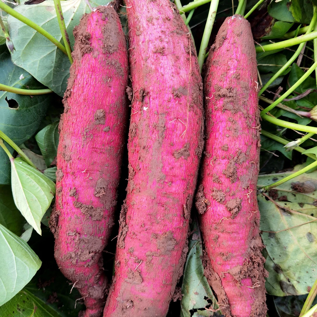 陕西新鲜现挖板栗红薯