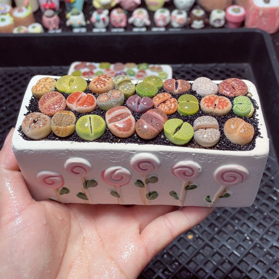 w2277 带盆土发货-零下地区拍保温箱