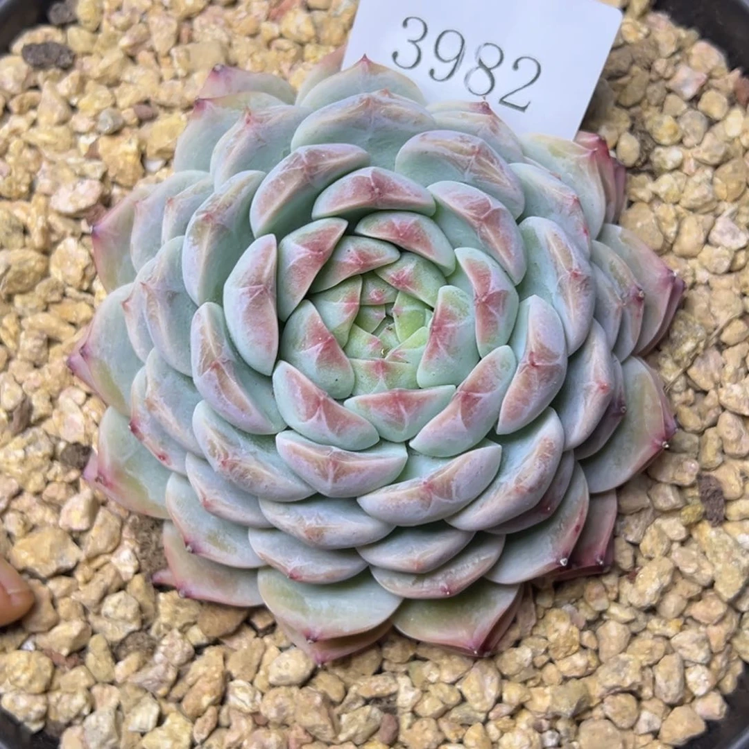 三**泰3982多肉多发地方