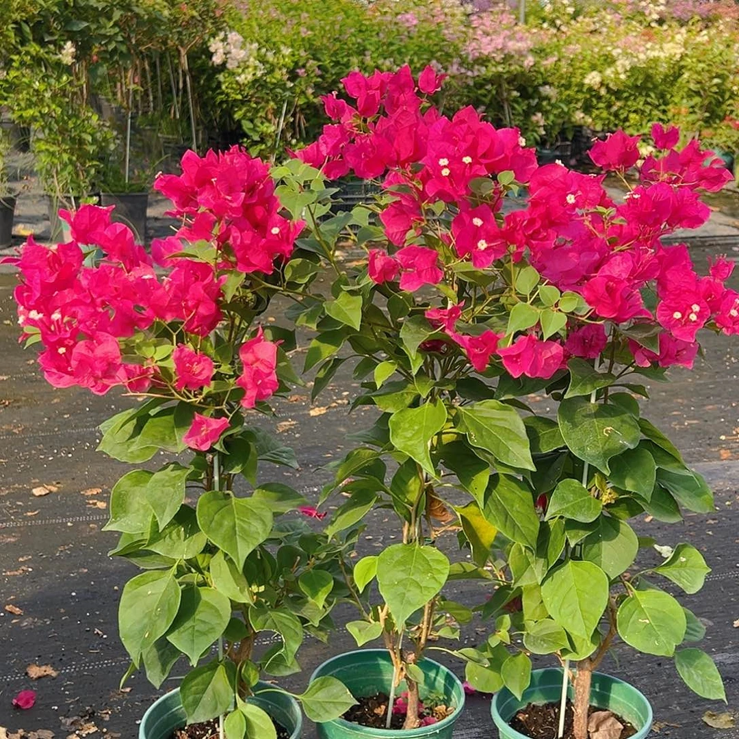 当前无花栽培后可以开花黑玫瑰带竹一棵