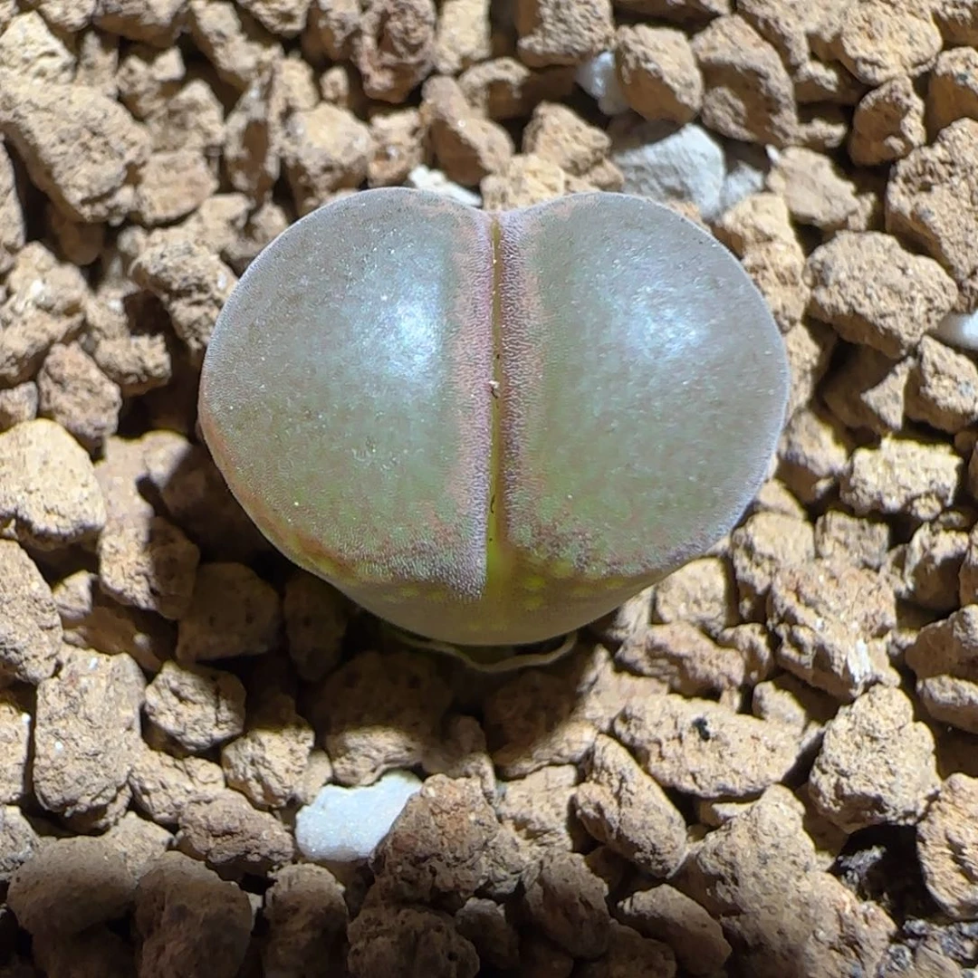 肉锥多肉植物组合-帕法德923
