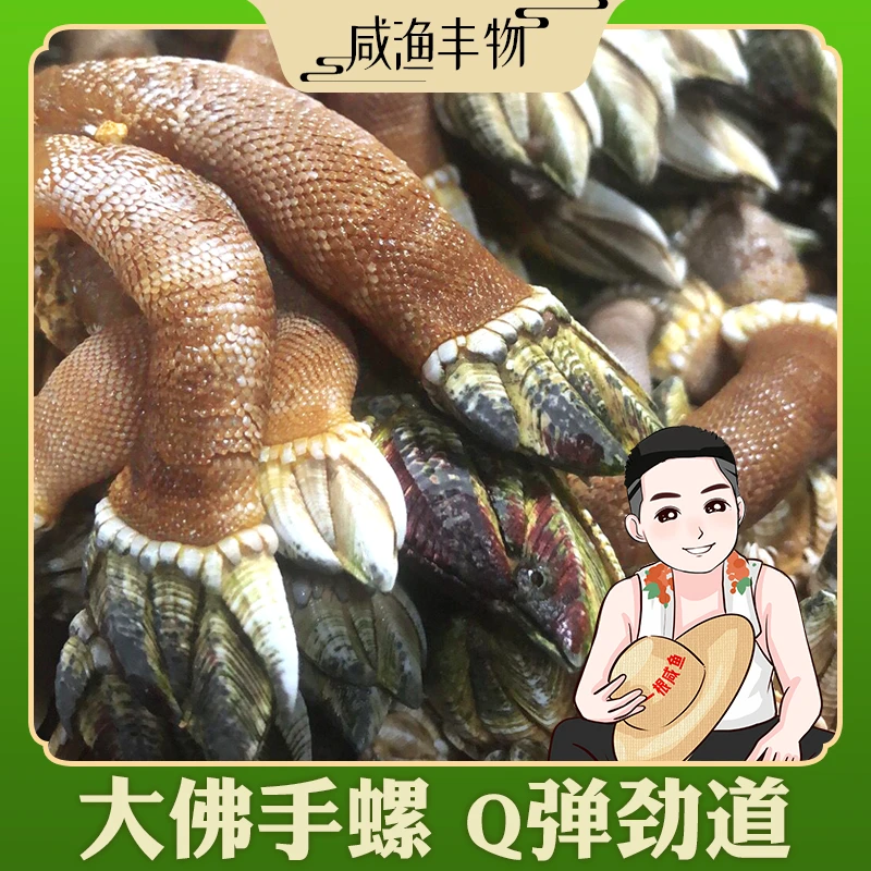 象山石浦海岛佛手螺现挖鸡爪螺藤壶须脚观音手中大号