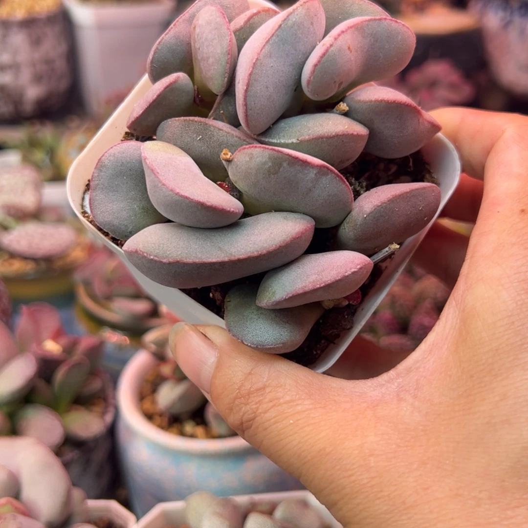 一组自拍，感谢支持