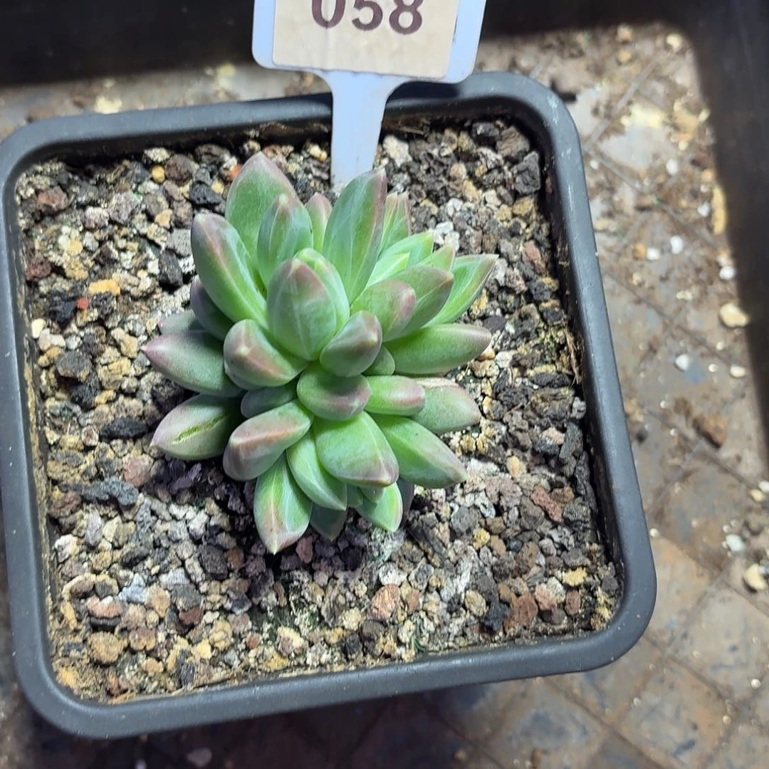 雪戴丽55555555555555