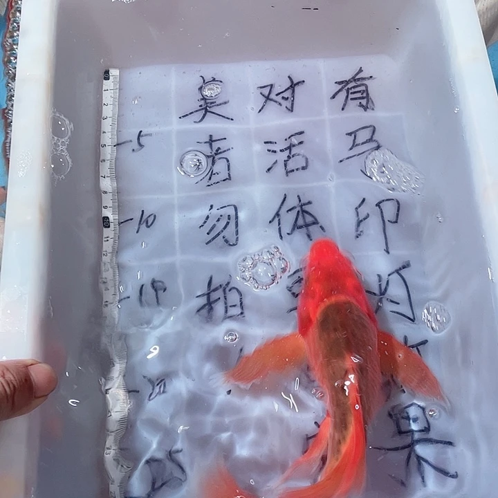 蝴蝶鲤鱼渔场直发80