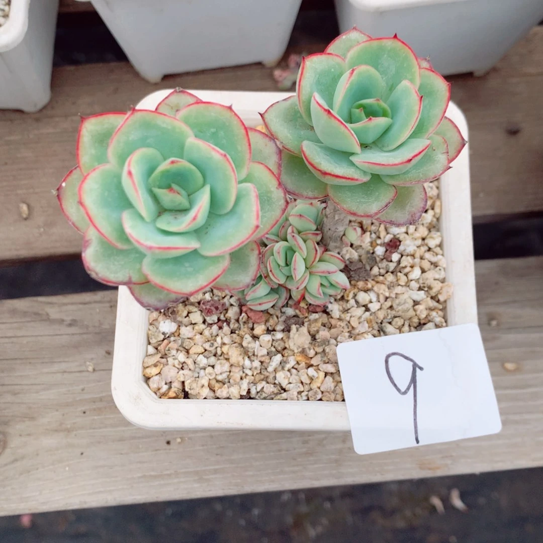 ?****³一物一拍多肉植物牡丹亭9