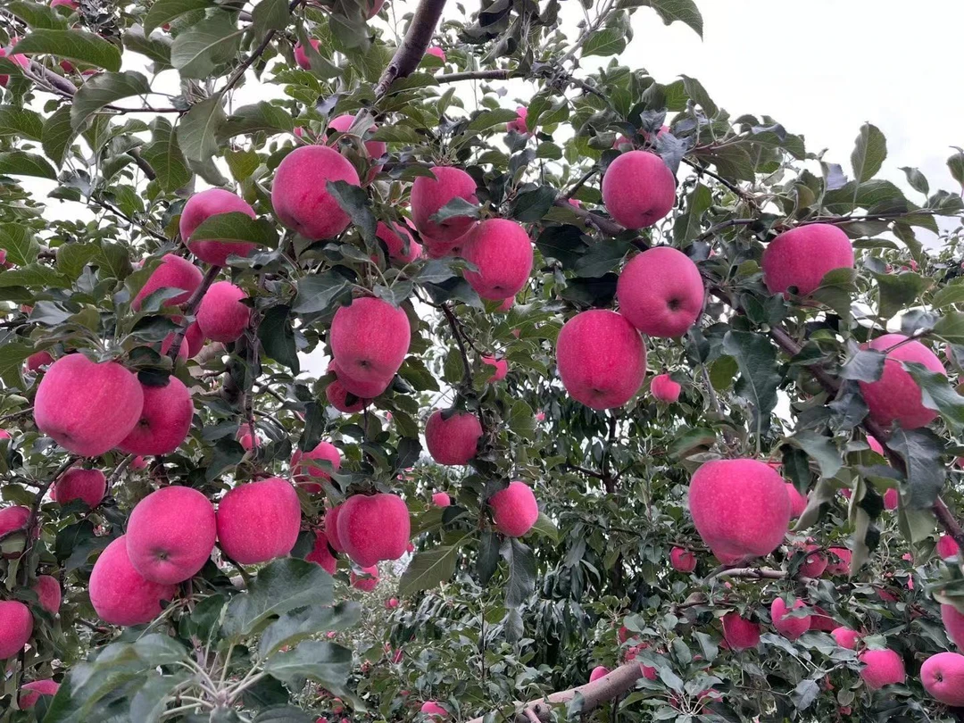 正宗甘肃平凉庄浪头茬红富士苹果园直发新鲜应季水果脆甜多汁水果