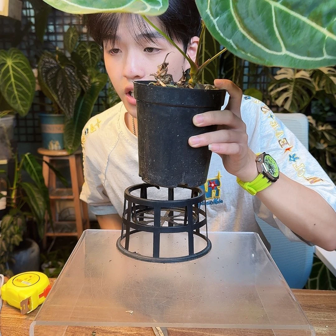 清***气完全开放一物一拍P176