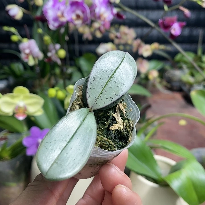 当前无花栽培后可以开花