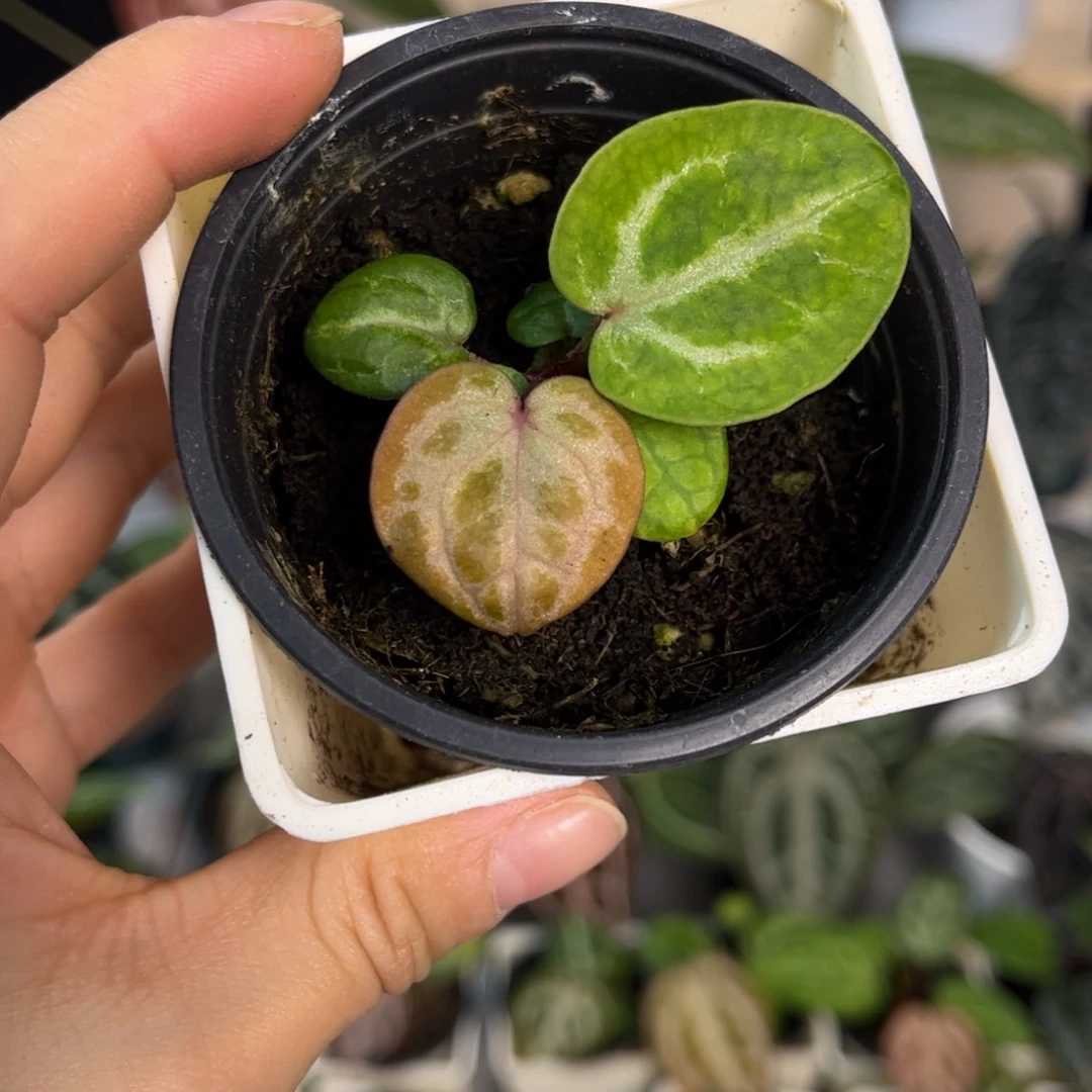 无花朵007 粉柠檬杂Nse2.0