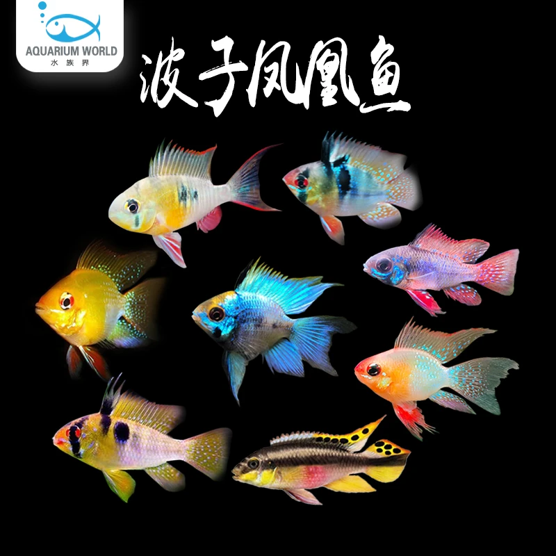 波子鱼金波子阿凡达凤凰鱼皮卡丘宝蓝球热带鱼观赏鱼小型淡水鱼