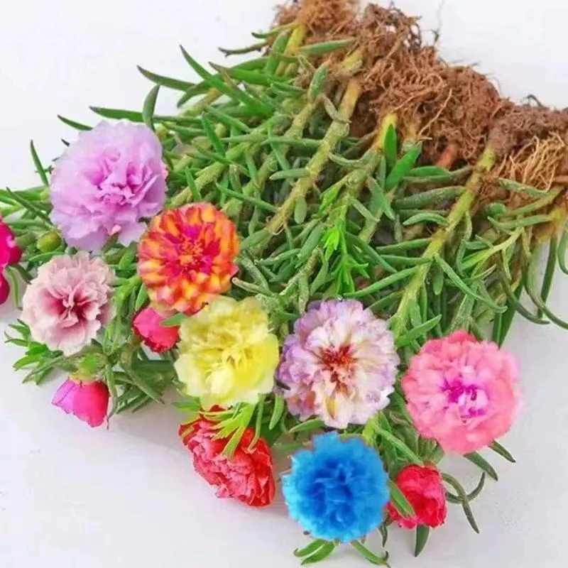 （太阳花粗苗）多色重瓣太阳花多年生好养活阳台庭院地栽花卉绿植