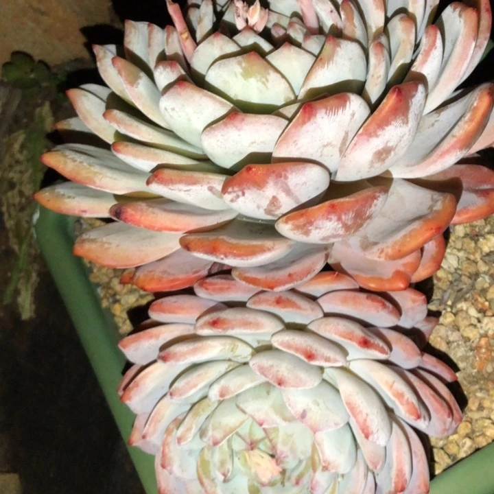 刘*6125///////////////////