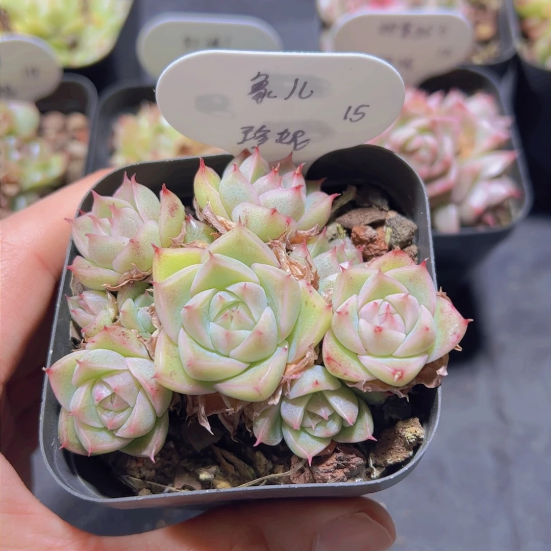 象*珍妮，多肉植物