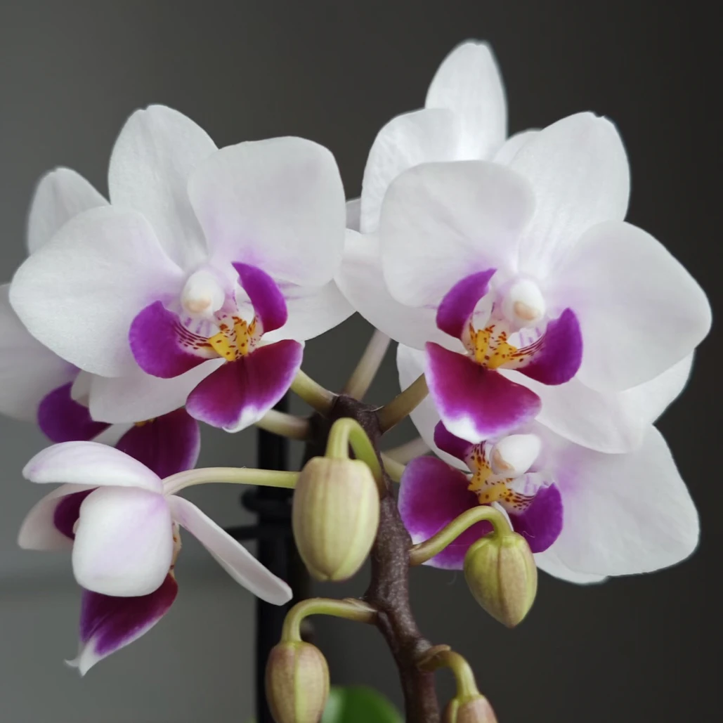 福喜 【林茨】欧品蝴蝶兰基地直发