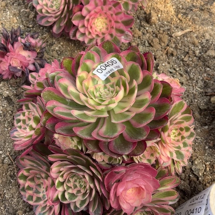 00406半糖荔枝多肉植物