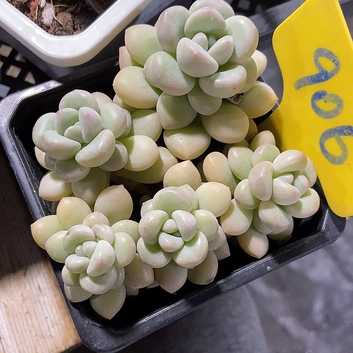 多肉植物泡泡糖906多肉