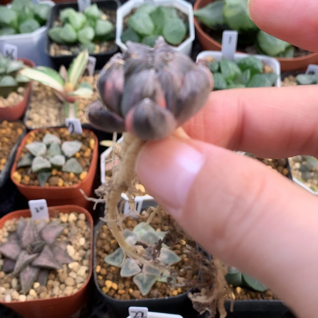 龙珠玉露锦带盆tea糊