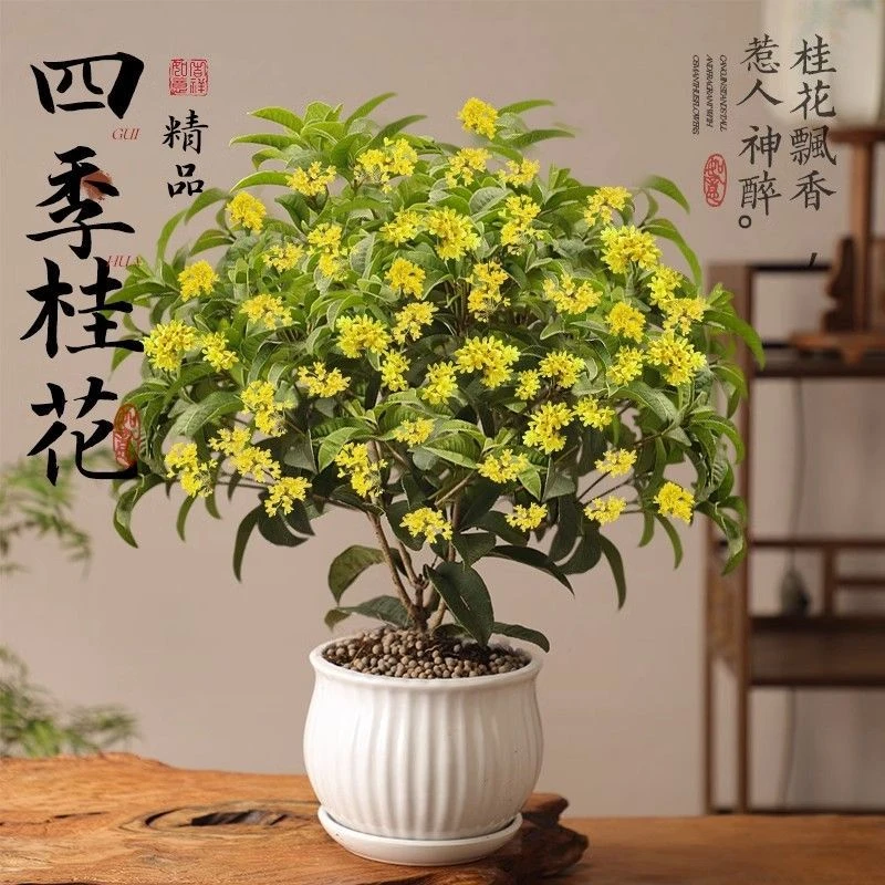四季桂花树苗盆栽室内外老桩庭院嫁接状红日沉香金桂八月浓香型