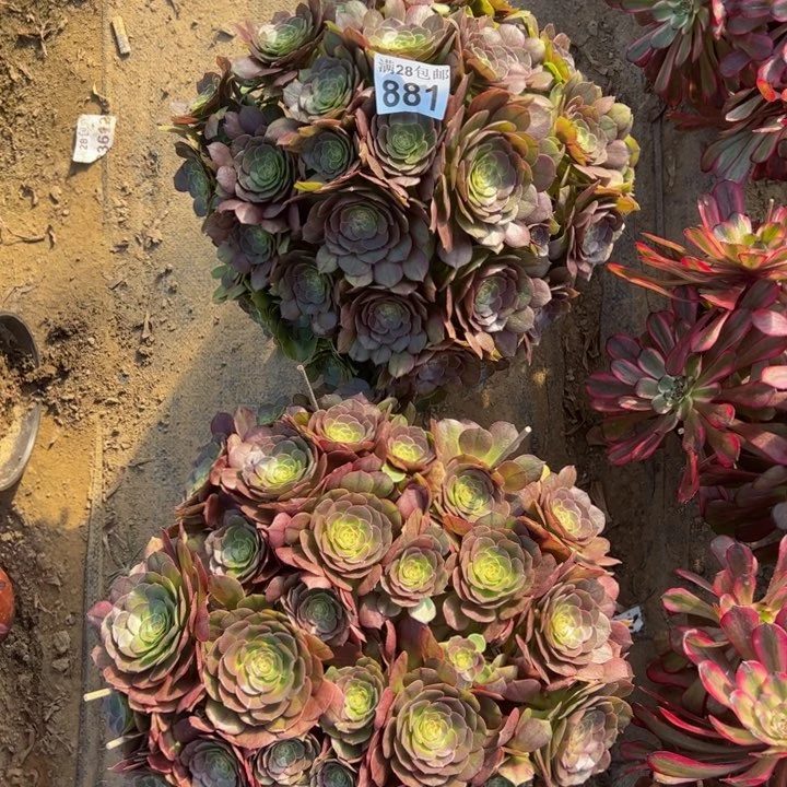 881两颗不包损多肉植物